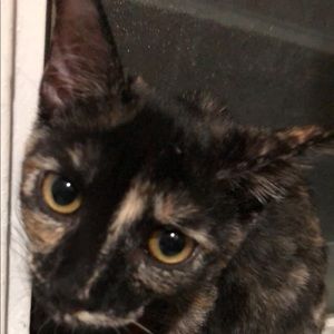 Meet your Posher, Sachi